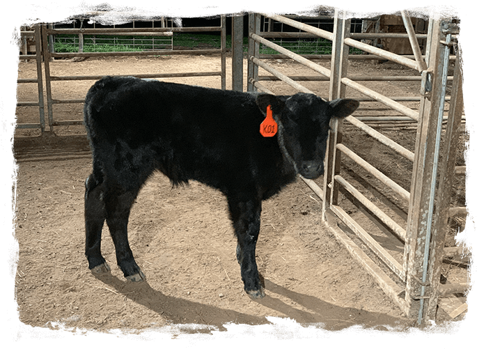 A black cow with an orange tag in its ear.