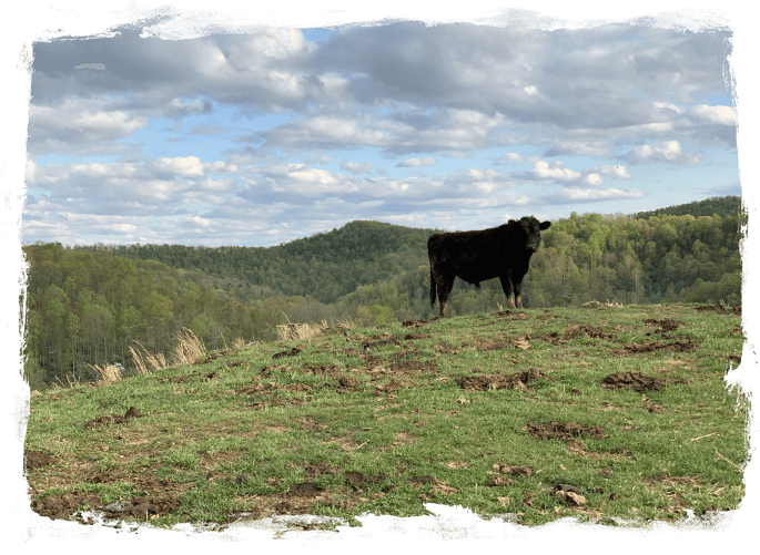 A black cow standing on top of a green hill.