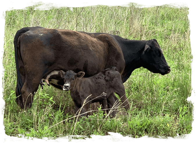 A cow and calf in the grass.